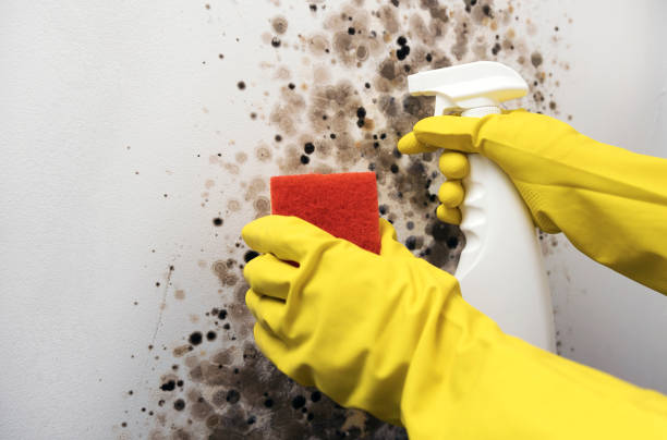Best DIY Mold Remediation Support Services in Zolfo Springs, FL